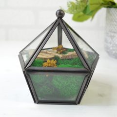 CASETA VERIGHETE STICLA METAL NEGRU SI LICHENI 6